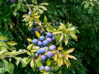 Blaubeeren